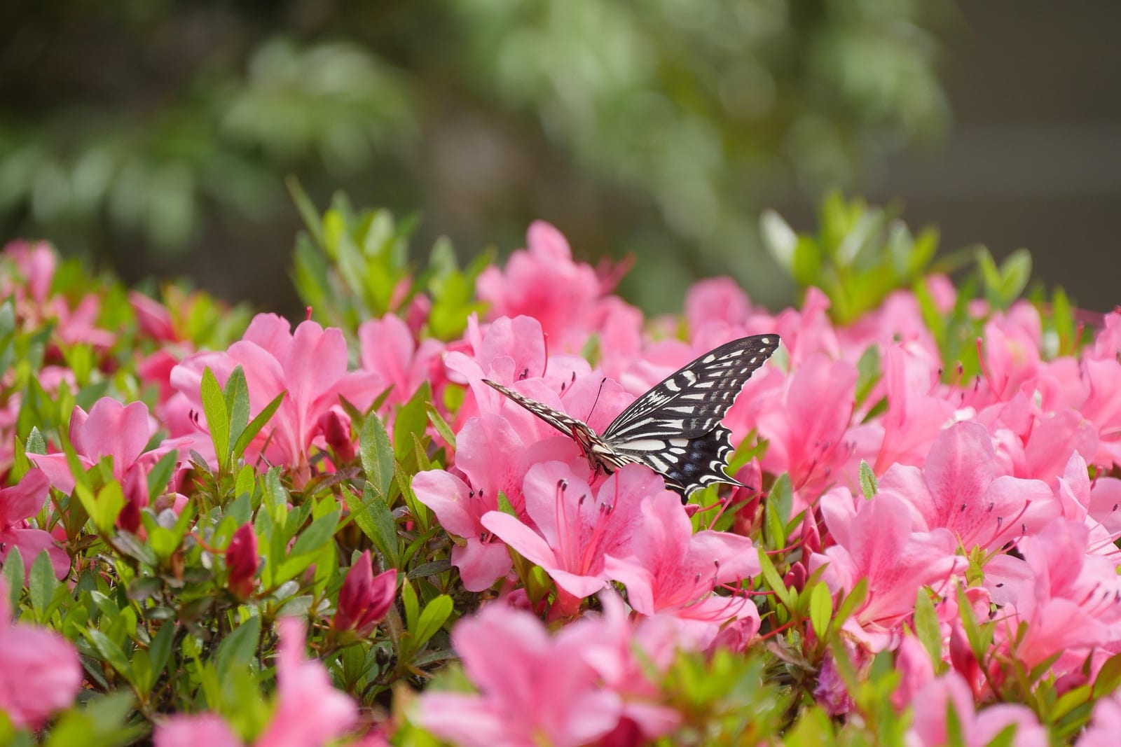 Butterfly resting on pink flowers in a garden