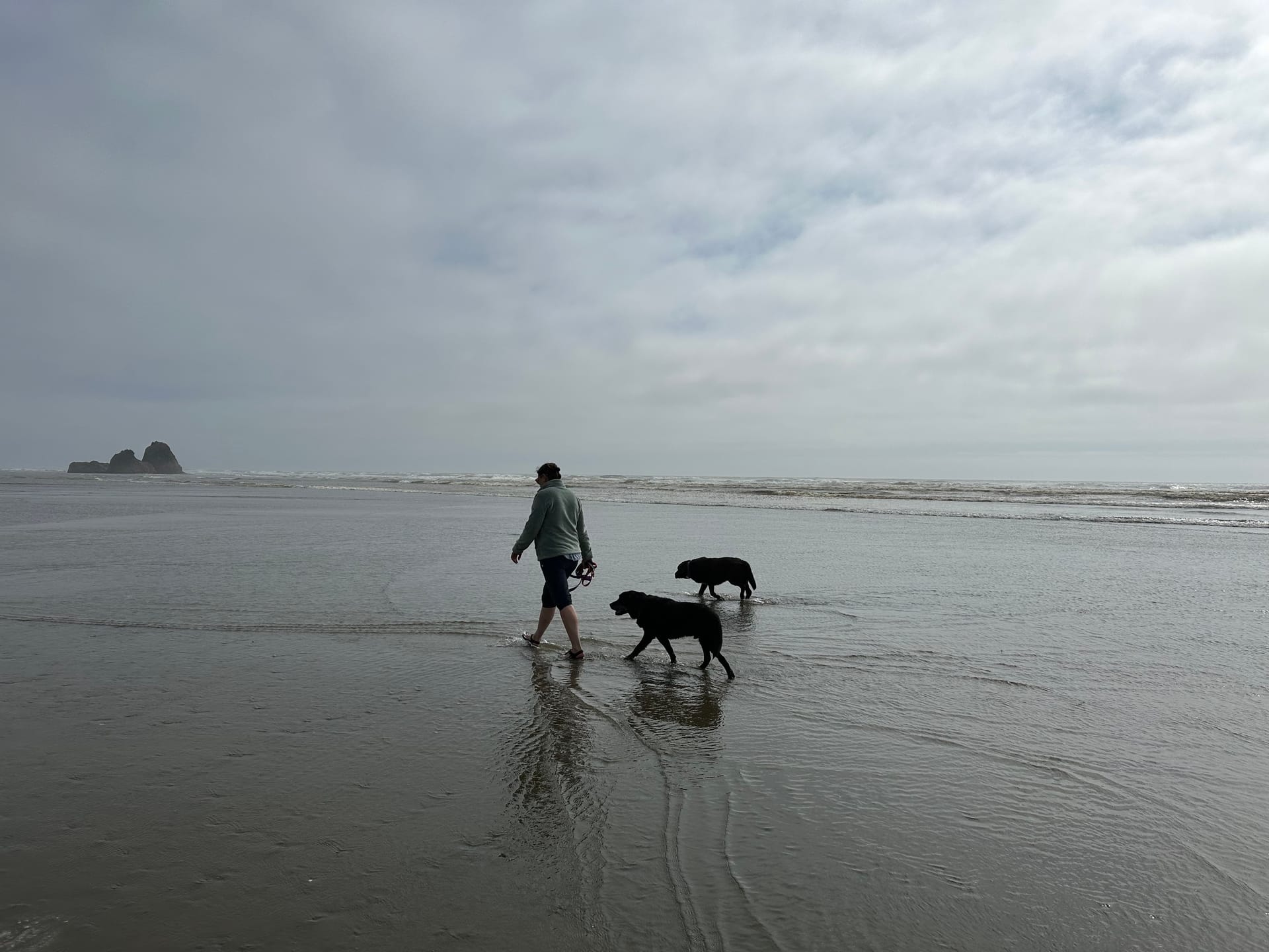 Person walking dogs along a beach